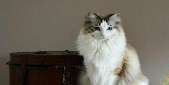 布偶猫颜值爆表性格超好，养一只你会后悔吗？