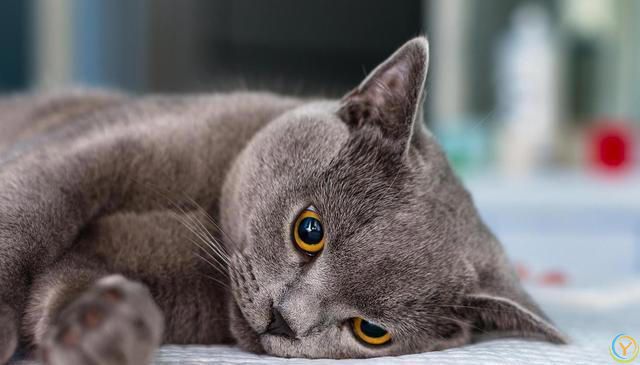 猫比较容易掉毛，那家里养猫，到处都是猫毛怎么办？