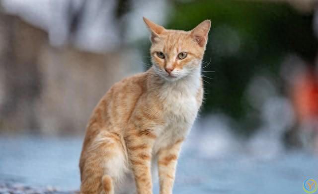 中华田园猫你了解吗？都有哪几种？