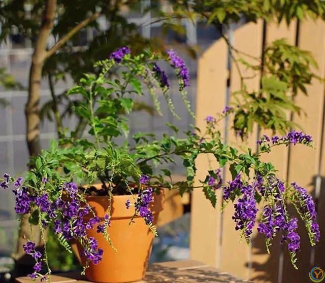 大家公认最好养的十六种花，养一盆旺一盆，你家养了几种呢？