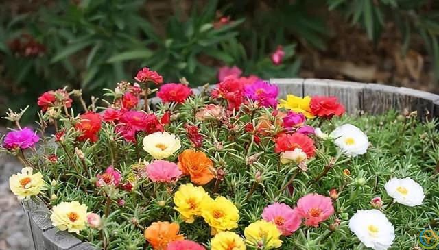 大家公认最好养的十六种花，养一盆旺一盆，你家养了几种呢？