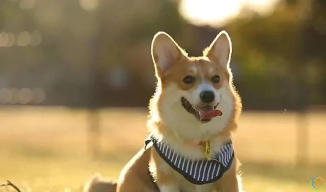 盘点几种适合“家养”的狗，看看有你的狗子吗