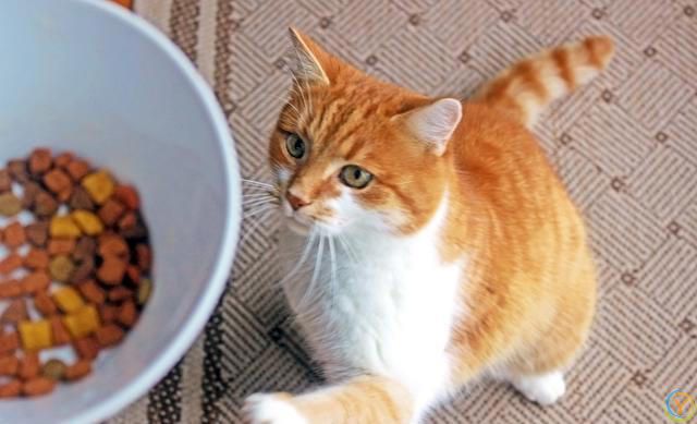 小猫吃什么长肉？