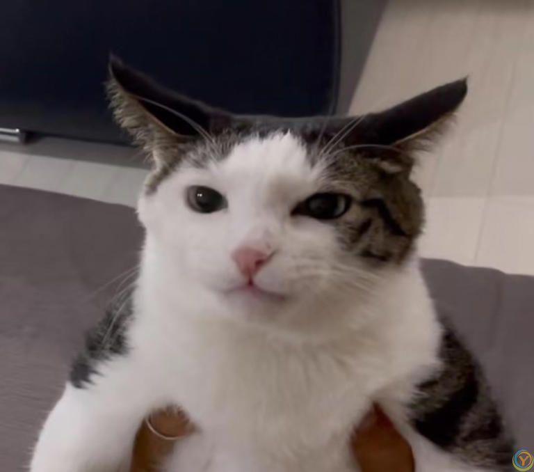 除了猫粮，你的猫咪还能吃什么？