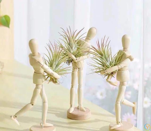 大家公认最好养的十六种花，养一盆旺一盆，你家养了几种呢？