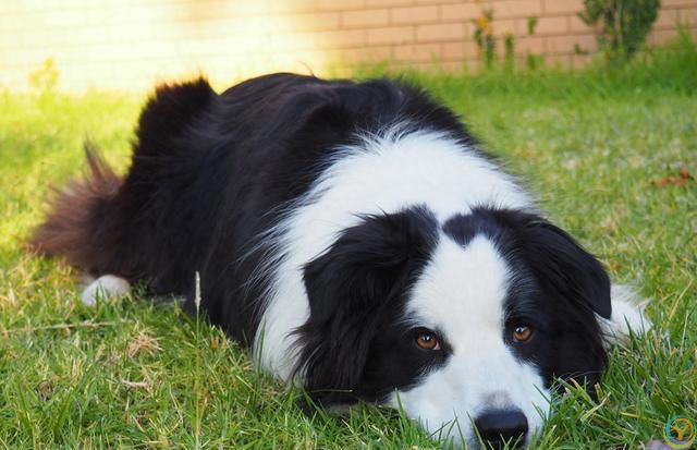 边牧犬的优点和缺点分别是什么？