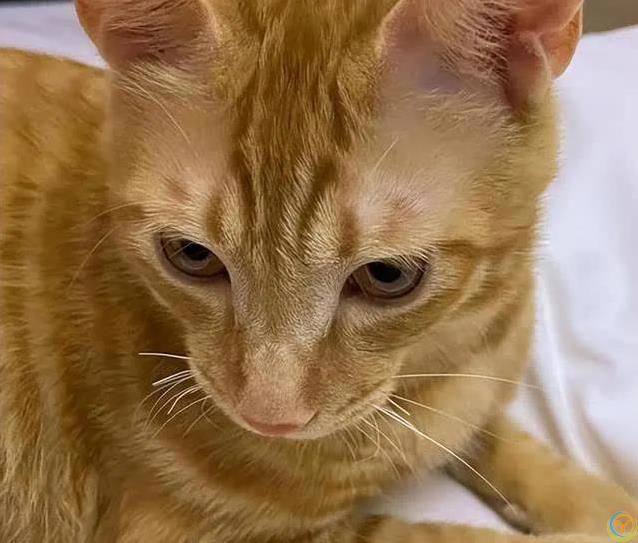 猫咪胡子千万别剪，后果太惨，你敢试吗？
