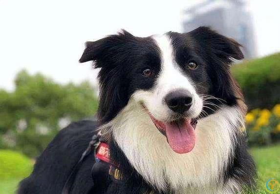 狗狗忠诚度爆表，一生只认你，猜猜你家狗上榜没？