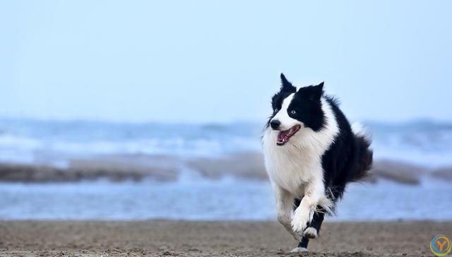 边牧有几种颜色，边牧哪个颜色好看最吸引你