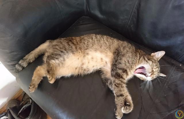 小猫吃什么长肉？