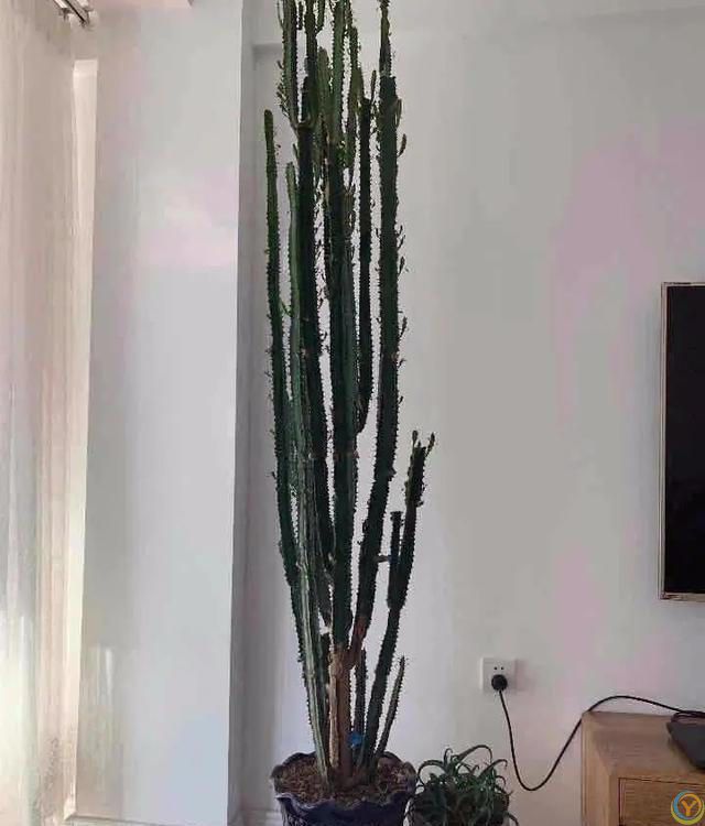 大家公认最好养的十六种花，养一盆旺一盆，你家养了几种呢？