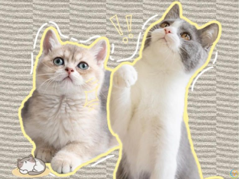 猫眼夜光之谜：揭秘猫咪眼睛的神奇奥秘