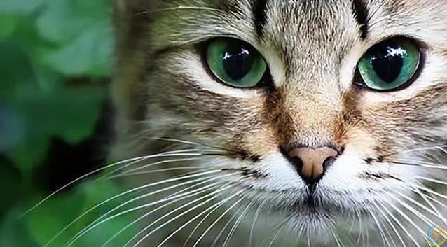 猫咪胡子千万别剪，后果太惨，你敢试吗？