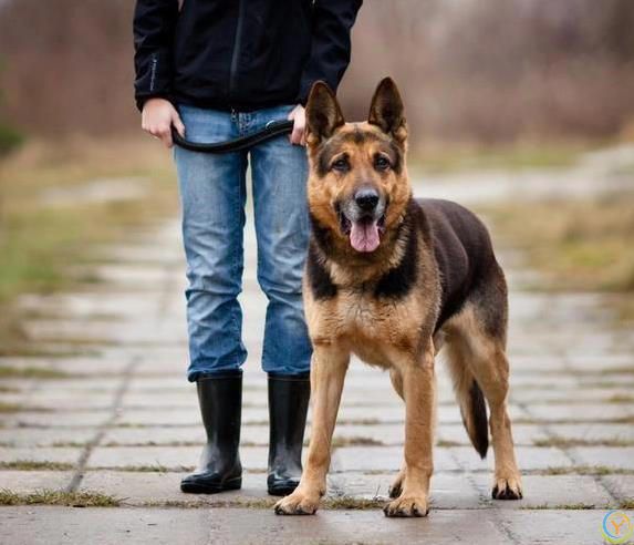 狗狗忠诚度爆表，一生只认你，猜猜你家狗上榜没？