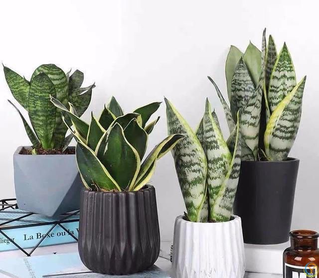 大家公认最好养的十六种花，养一盆旺一盆，你家养了几种呢？