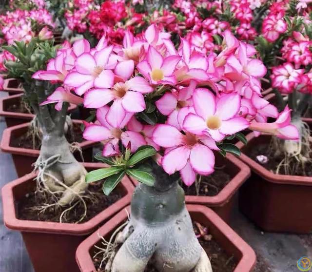 大家公认最好养的十六种花，养一盆旺一盆，你家养了几种呢？