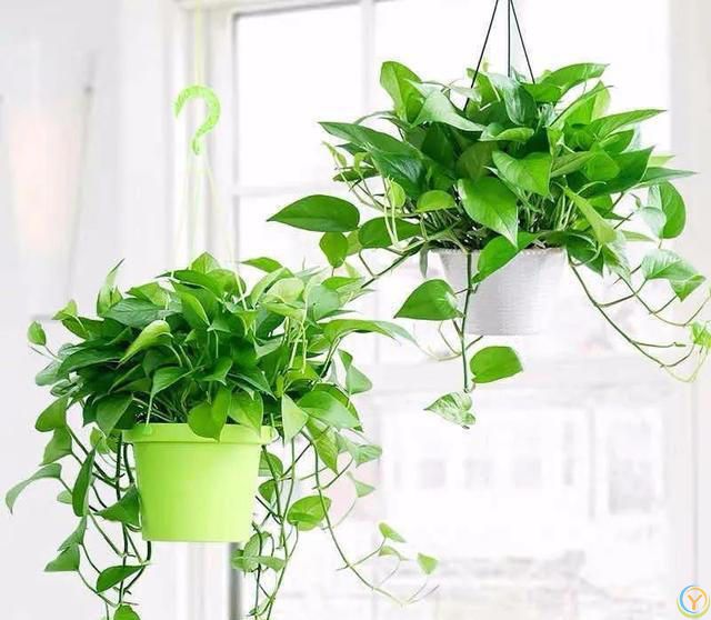 大家公认最好养的十六种花，养一盆旺一盆，你家养了几种呢？