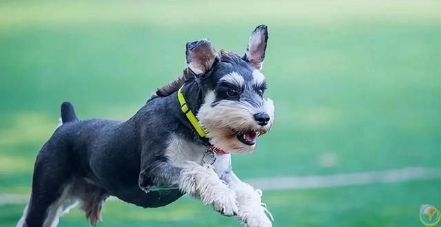 盘点几种适合“家养”的狗，看看有你的狗子吗