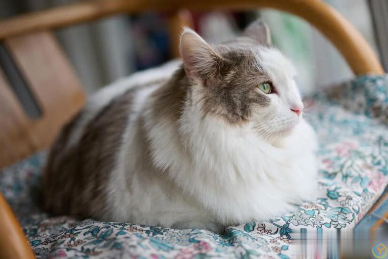 你真的了解布偶猫的饮食需求吗？长期喂人类食物的小心思可能会带来大问题！