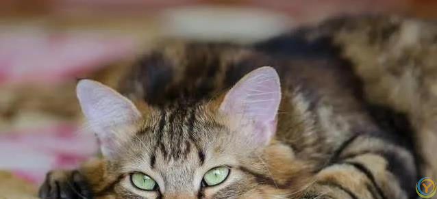 猫咪胡子千万别剪，后果太惨，你敢试吗？