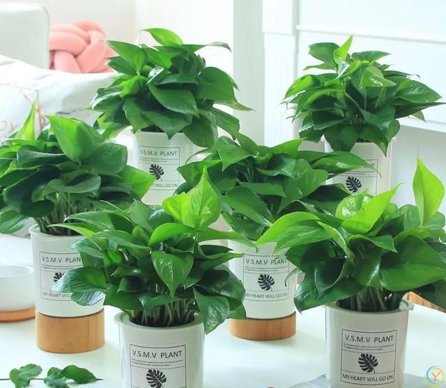 大家公认最好养的十六种花，养一盆旺一盆，你家养了几种呢？