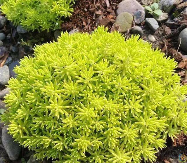 大家公认最好养的十六种花，养一盆旺一盆，你家养了几种呢？