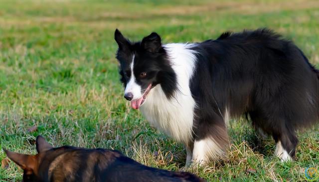 边牧犬的优点和缺点分别是什么？
