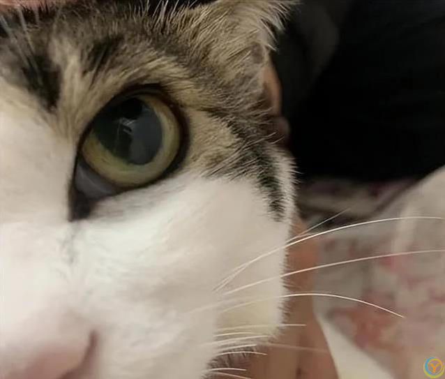 猫咪胡子千万别剪，后果太惨，你敢试吗？