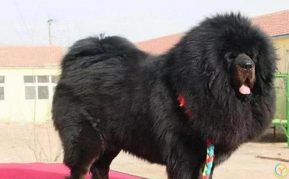 狗狗忠诚度爆表，一生只认你，猜猜你家狗上榜没？