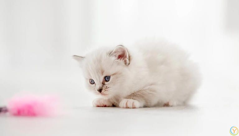 你真的了解布偶猫的饮食需求吗？长期喂人类食物的小心思可能会带来大问题！