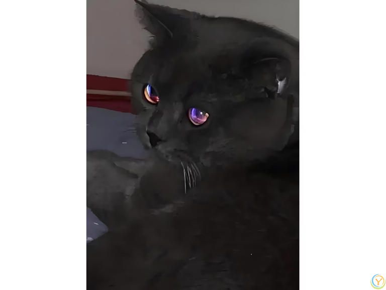 猫眼夜光之谜：揭秘猫咪眼睛的神奇奥秘