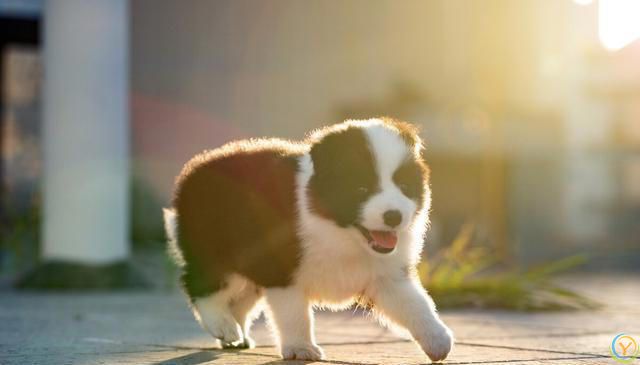 边牧有几种颜色，边牧哪个颜色好看最吸引你