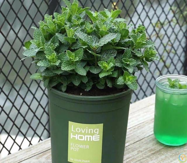 大家公认最好养的十六种花，养一盆旺一盆，你家养了几种呢？