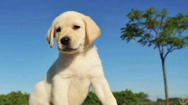 盘点几种适合&ldquo;家养&rdquo;的狗，看看有你的狗子吗