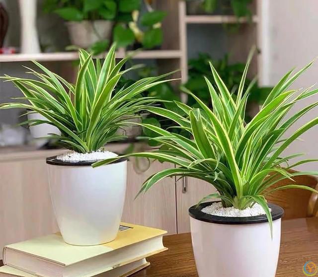 大家公认最好养的十六种花，养一盆旺一盆，你家养了几种呢？