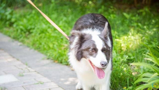 边牧犬的优点和缺点分别是什么？