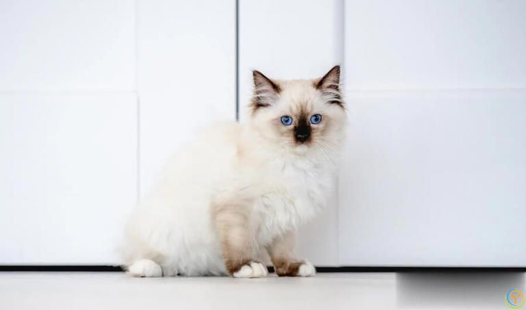 你真的了解布偶猫的饮食需求吗？长期喂人类食物的小心思可能会带来大问题！