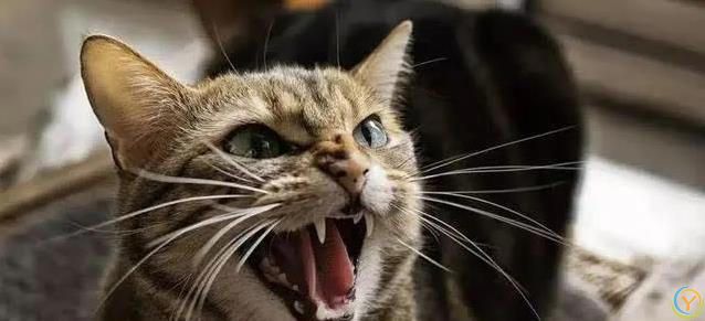 猫咪胡子千万别剪，后果太惨，你敢试吗？