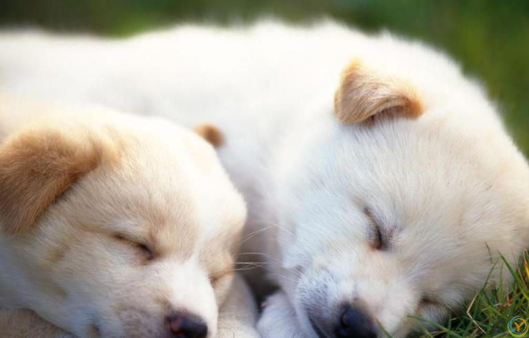 5个小技巧，让你轻松看出狗狗的心情