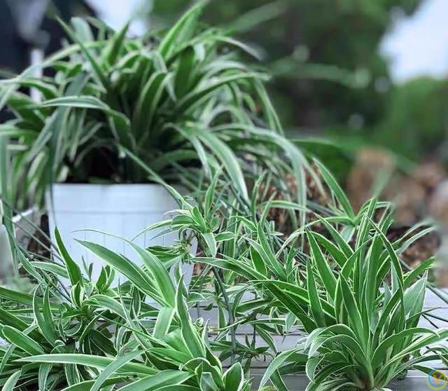 大家公认最好养的十六种花，养一盆旺一盆，你家养了几种呢？