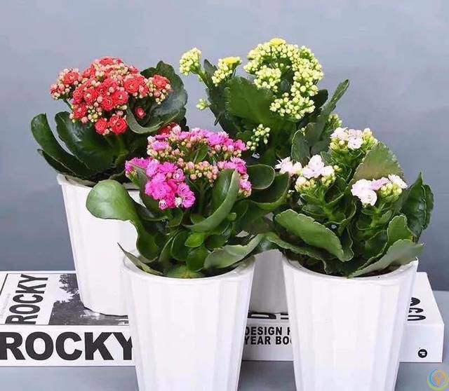 大家公认最好养的十六种花，养一盆旺一盆，你家养了几种呢？