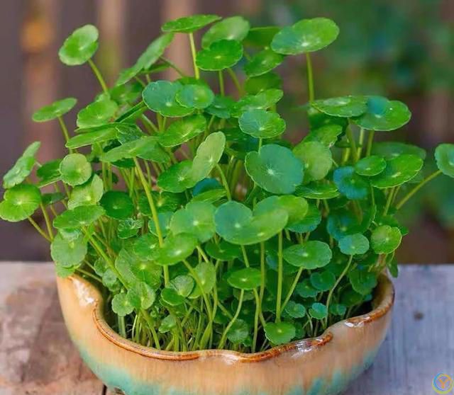 大家公认最好养的十六种花，养一盆旺一盆，你家养了几种呢？