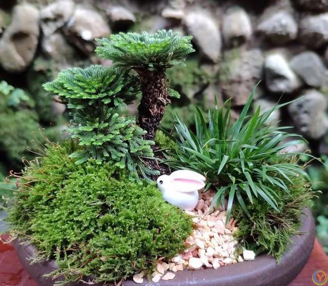 大家公认最好养的十六种花，养一盆旺一盆，你家养了几种呢？