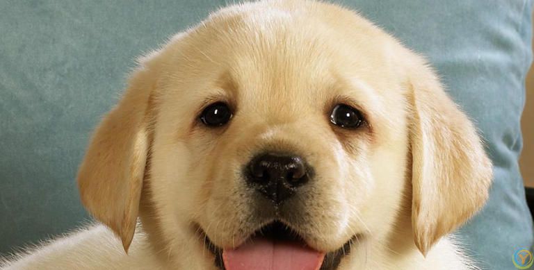 5个小技巧，让你轻松看出狗狗的心情