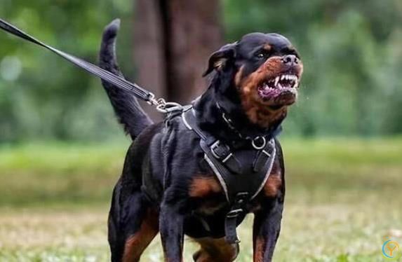 狗狗忠诚度爆表，一生只认你，猜猜你家狗上榜没？