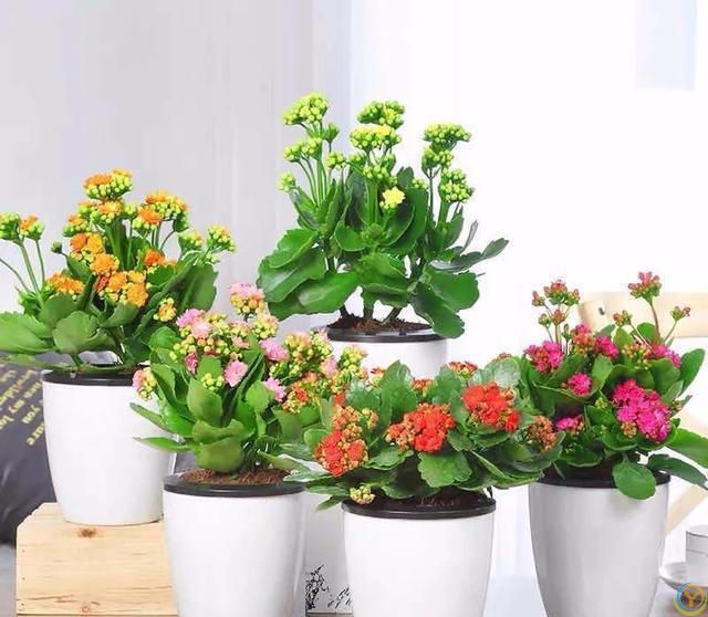 大家公认最好养的十六种花，养一盆旺一盆，你家养了几种呢？