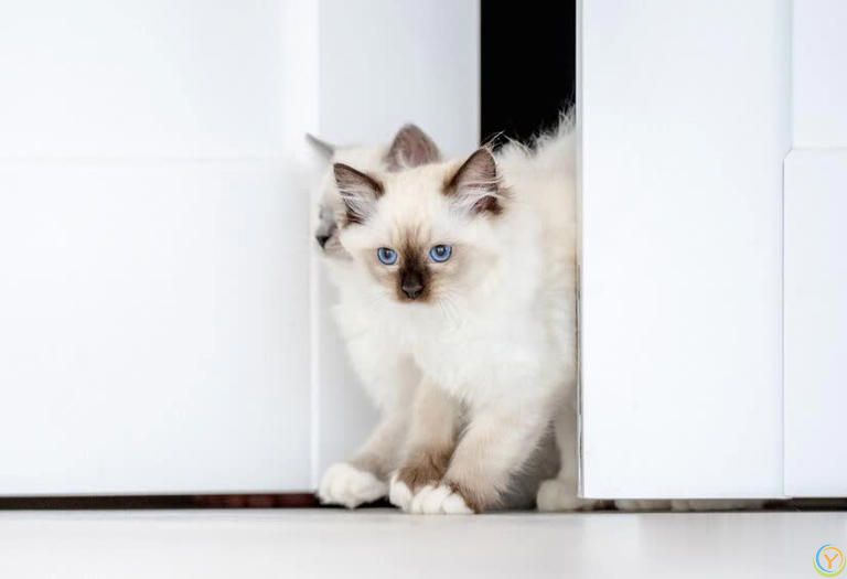 你真的了解布偶猫的饮食需求吗？长期喂人类食物的小心思可能会带来大问题！