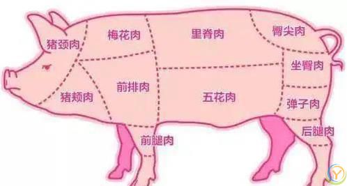五花肉只能排第四？猪肉最好吃部位揭秘，买肉不纠结！