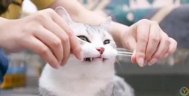 猫咪胡子千万别剪，后果太惨，你敢试吗？