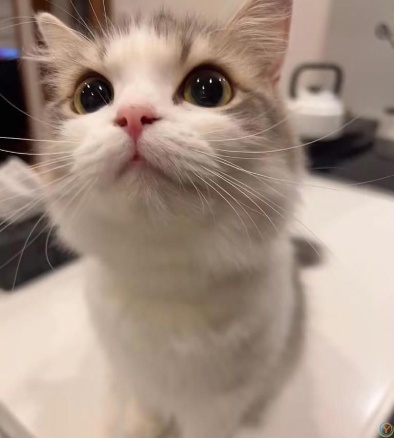 除了猫粮，你的猫咪还能吃什么？